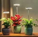 Iliana - Verstellbare LED-Pflanzenlampe